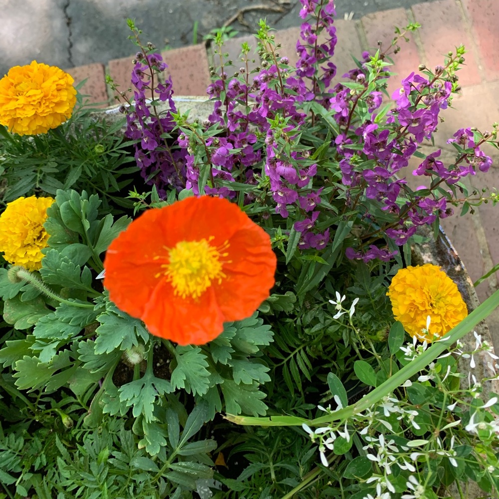 Meet your Posher, Susanne